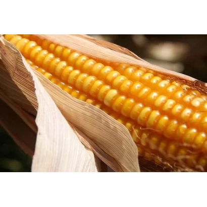 Желтая кукуруза в шелухе - П9874