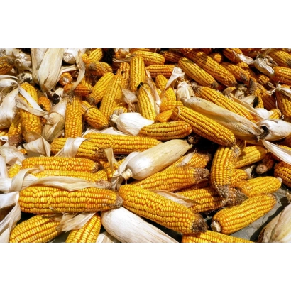 Колоски кукурудзи на фоні - Пам'Ять