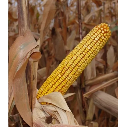 Созревший початок кукурузы на фоне засохших листьев - Память Чупикова