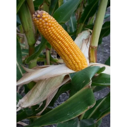 Fresh ear of corn Pan 240 on stalk