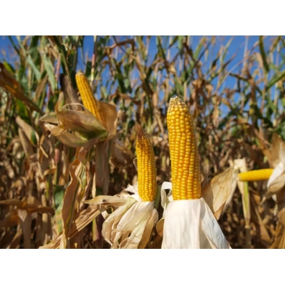 Сухие початки кукурузы на фоне поля - ПАН 350