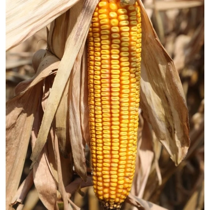 Созревшая кукуруза сорта ПАНОРА на фоне сухих листьев