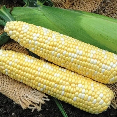 Two ears of corn variety PARTHENEON on a background of green leaves and burlap.