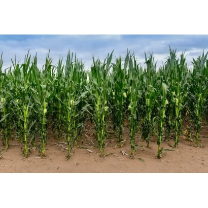 Поле кукурузы на фоне голубого неба - ПАТАГОНИЯ