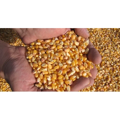Ручка держит зерна кукурузы на фоне желтой массы - ПЯТИГОРСКИЙ 146 МВ