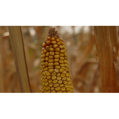 Созревшая початок кукурузы сорта Пятигорский 400 СВ на фоне поля