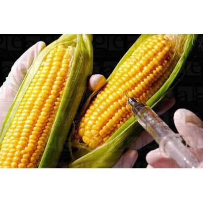Кукуруза в початках с прозрачным колотушкой на темном фоне - ПДА 09 ВИ Х ПРА 36 ВИ