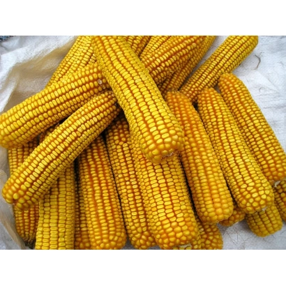 Fresh corn Pereyaslavskyi 230 SV