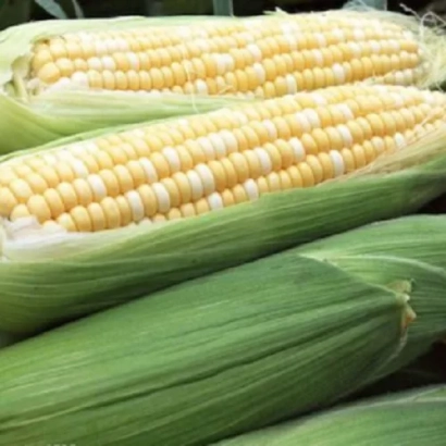 Свежая кукуруза в початках - Петропавливский 392 МВ