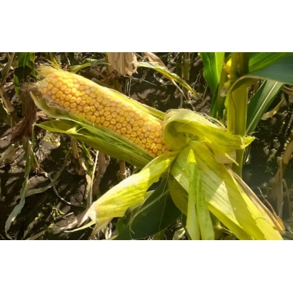 Свежий початок кукурузы сорта ПГ 98-5/959 С на растении