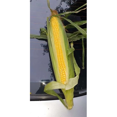 Кукуруза ПХ 1 СХТ на фоне воды