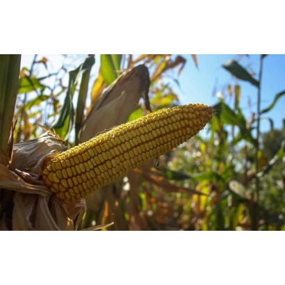 Golden corn cob against a background of green leaves and stalks - PX 16 SC