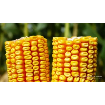 Два початка кукурузы на зелёном фоне - ПХ 18 П 6