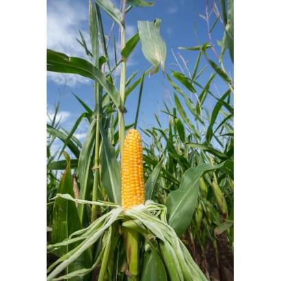 Золотой початок кукурузы на фоне зелёных листьев под голубым небом - ПХ 2 Ф 3 В