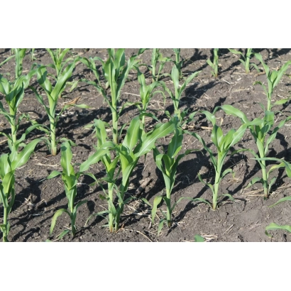 Рассада кукурузы на поле - ПХ 2 ТНВВ