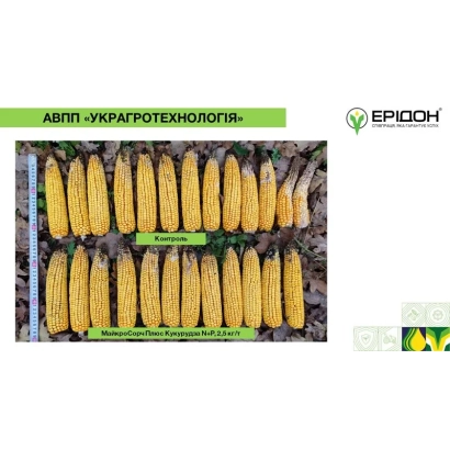 Колоски кукурузы АВРИЛ-УКРАГРОТЕХНОЛОГИИ на фоне земли - ПХ 23 Р 1