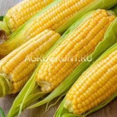 Колосья кукурузы на деревянной поверхности с надписью AGROKORNI.KU - ПХ 25 К 0