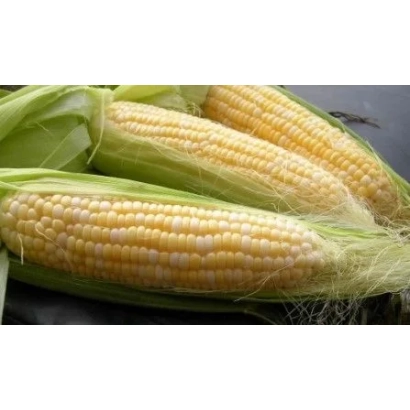 Свежая кукуруза в початках - ПХ 40 ЗЗ