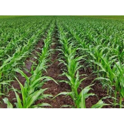 Поле кукурузы сорта ПХ 410 Ц | PX 410 C