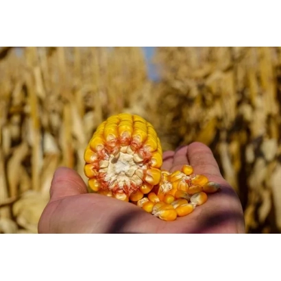 Рука держит початок кукурузы сорта ПХ 49 С 5 на фоне поля