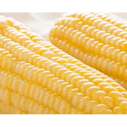 Жовті початки кукурудзи сорту ПХ 5 ГП