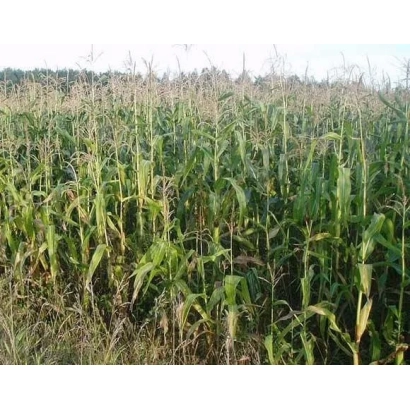 Поле кукурудзи, що відповідає категорії 'Кукурудза' - ПХАА 0