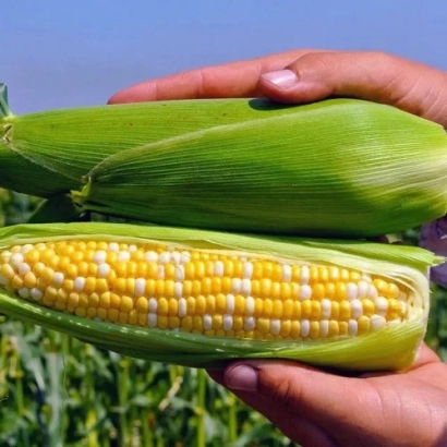 Свежий початок кукурузы с желтыми зернами, держимый в руках на фоне поля - ФИЛИППИН