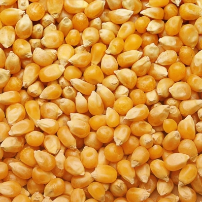 Детальне зображення жовтих зерен кукурудзи ПХТД 5