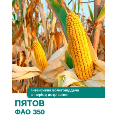 Кукуруза ПЯТОВ ФАО 350 на фоне поля