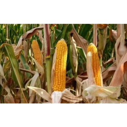 Созревшие початки кукурузы на стеблях в поле - Пивдень 480 СВ
