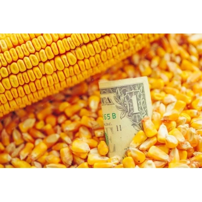 Колос кукурузы и зерна с долларовой купюрой - ПЛ 238