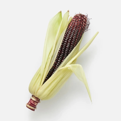 Кукурудза сорту ПЛАМ'Я МВ на білому фоні