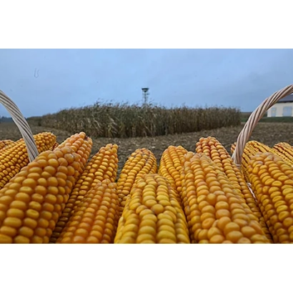 Корни кукурузы ПОЛЕССКИЙ 220 СВ в корзине на фоне поля