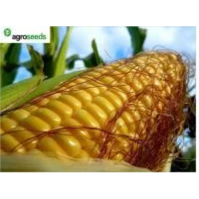 Золотистый початок кукурузы Полонез 251 на фоне зелёных листьев