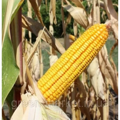 Ripe corn cob on stalk in field - PORUMBENY 140 MV