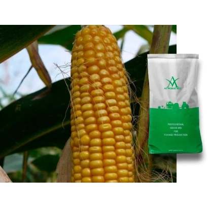 Колос кукурузы и пакет с семенами - ПОРУМБЕНЬ 171 СВ