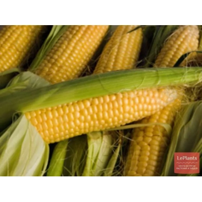 Свіжа кукурудза на фоні - ПОРУМБЕНЬ 173 СВ