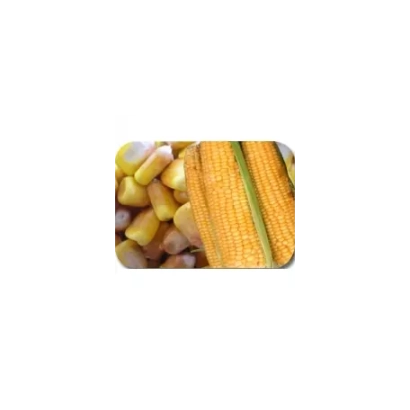 Колоски кукурудзи сорту ПОРУМБЕНЬ 212 СВ