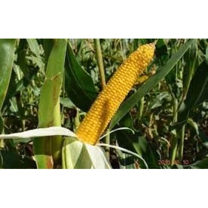 Mature corn cob on the plant - PORUMBENY 222 AMV