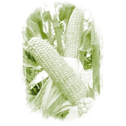 Кукуруза на фоне листьев - ПОВОЛЖСКИЙ 212 МВ