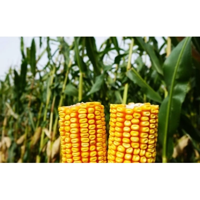 Two ears of corn against a background of green cornfield leaves - PR37N01