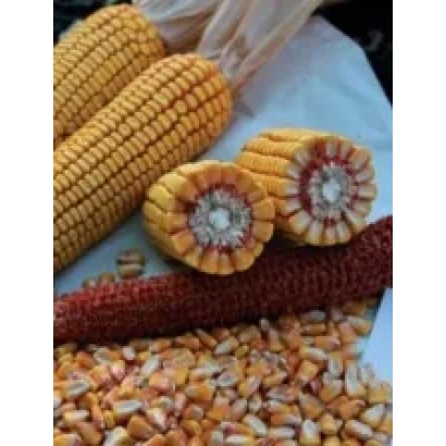 Ears of corn variety PR38A79 and corn kernels