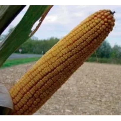 Золотой початок кукурузы на фоне поля - ПР39Б22