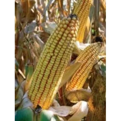 Зрілі початки кукурудзи сорту ПР39Ф58 на тлі поля