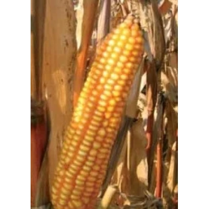 Mature corn cob of variety PR39G12 against stalks