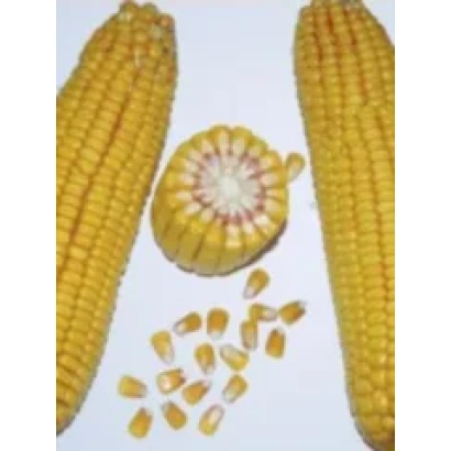 Corn pieces on white background - PR39G83