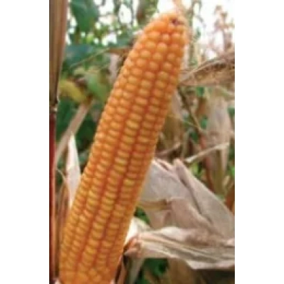 Созревшая початок кукурузы на стебле - ПР39Г93