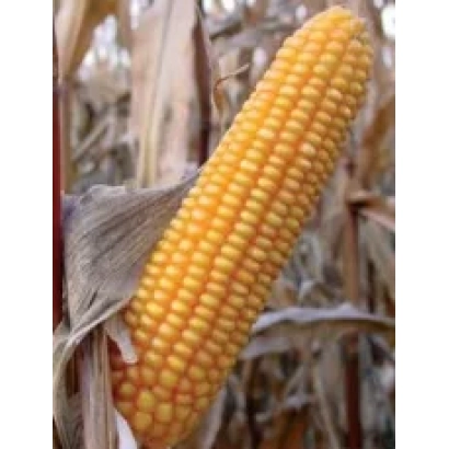 Yellow corn cob against a background of dry leaves - PR39R86
