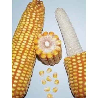 Corn variety PR39T13 | PR39T13