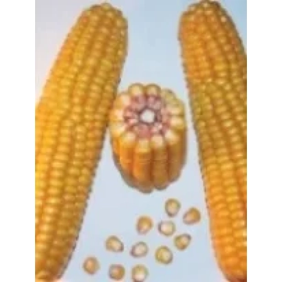 Ears of corn variety PR39T45 with kernels on white background